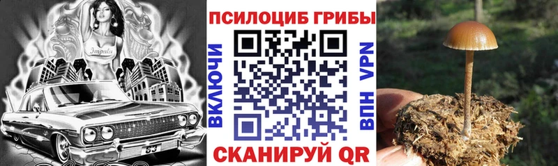 купить наркоту  Иноземцево  Псилоцибиновые грибы Psilocybe 